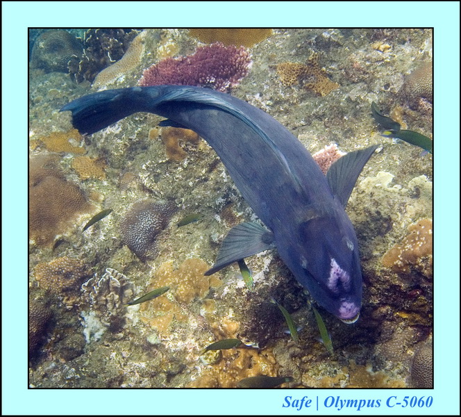 2006 - 07 - Kapas - Plongee N1 - 02